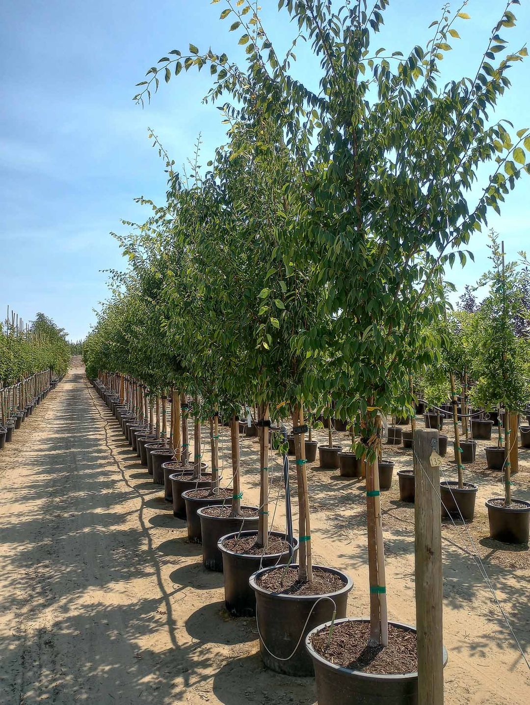 Musashino Columnar Zelkova Tree Garden Gate Nursery